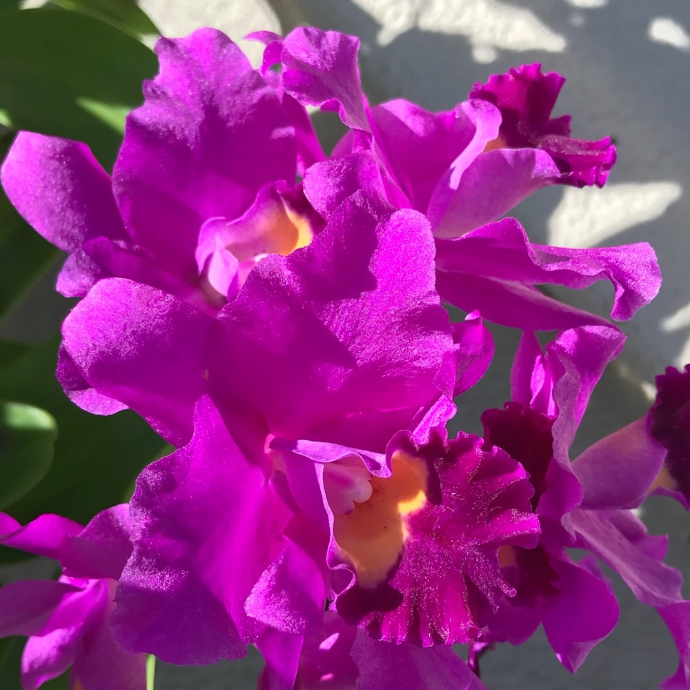 Meet your Posher, Hughanne